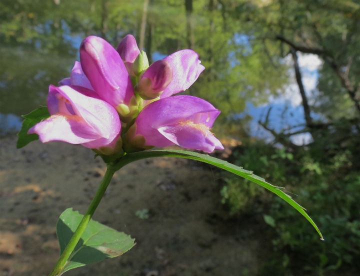 Turtlehead